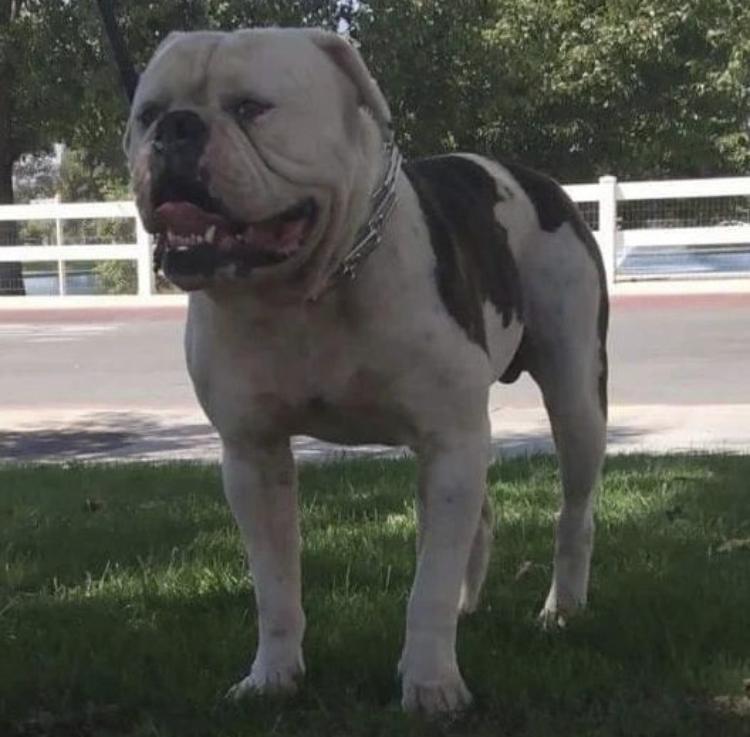 Machado Bullies Turbo | American Bulldog 