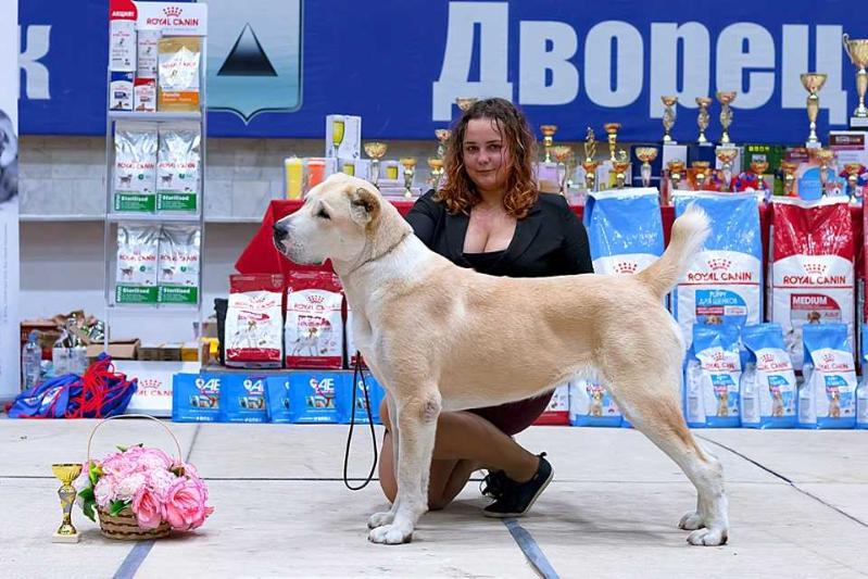 Ural Tau Taalay Sary Gush | Central Asian Shepherd Dog 