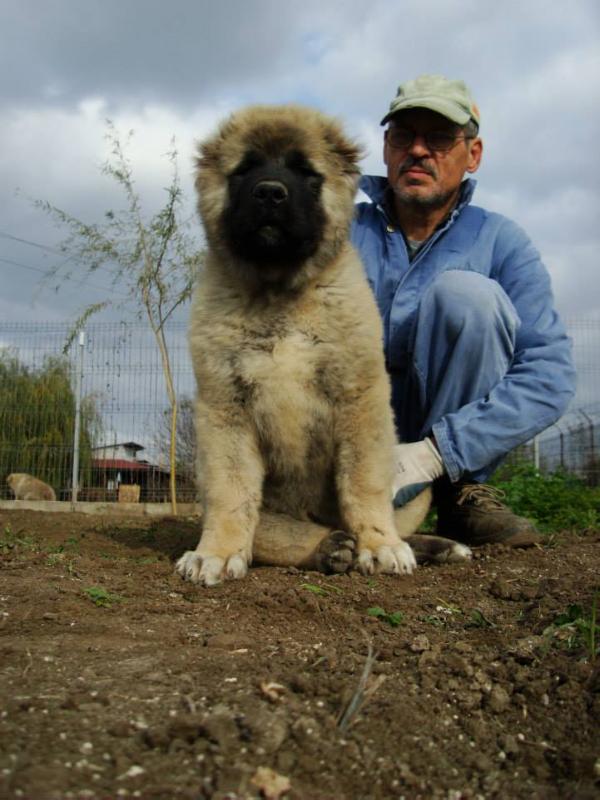 Mansur De Brailita | Caucasian Mountain Dog 