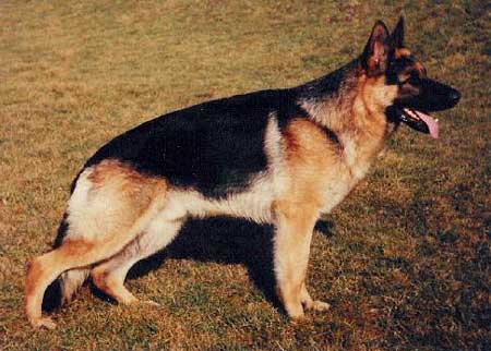 Cito vom Siedland | German Shepherd Dog 