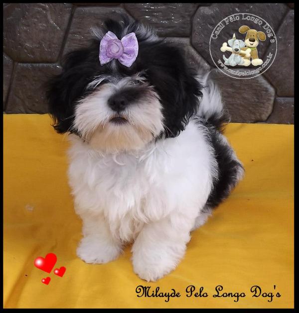 Milayde Pelo Longo Dogs | Lhasa Apso 