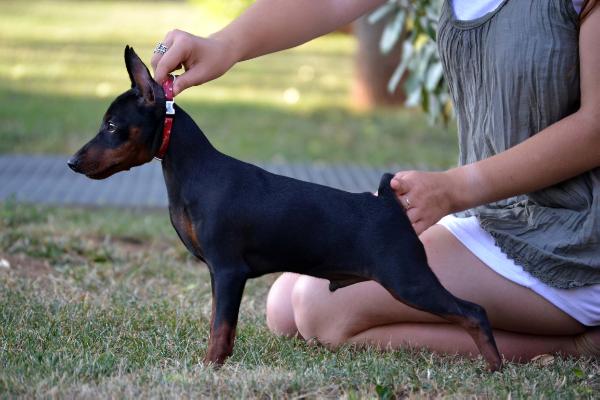 Sangre caliente solomon | Miniature Pinscher 