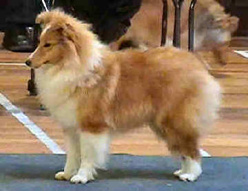 Degallo Legally Blonde | Shetland Sheepdog 