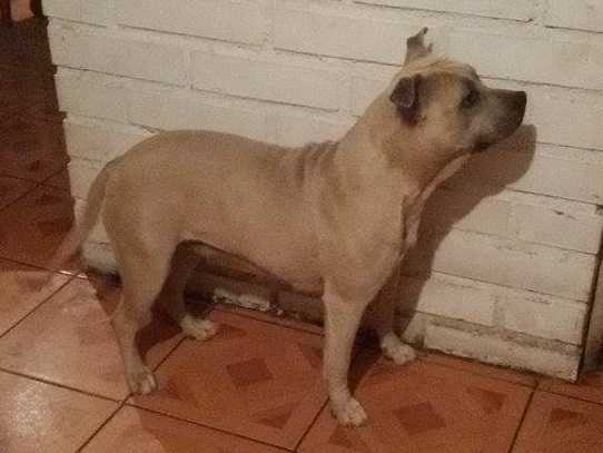 Andromeda Von Stöckle | American Staffordshire Terrier 