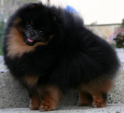 Little Black Bodyguard | Pomeranian 