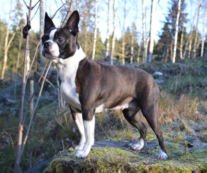 Just go for Edith Des Gardiens Du Bois Clerbault | Boston Terrier 