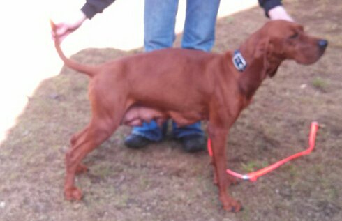 Blakesley Mohawk Valy Red Rose | Redbone Coonhound 