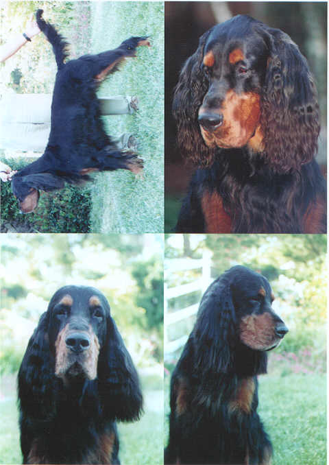 Beaconfield Captain Fantastic | Gordon Setter 