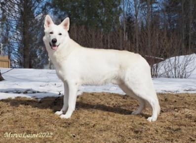 Haustar's Amazing White Beast | White Swiss Shepherd Dog 