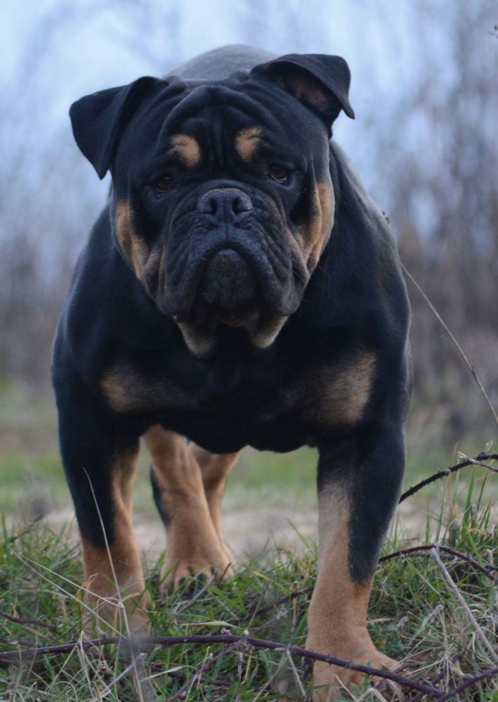 Bourgui'Bullz Perceval | Olde English Bulldogge 