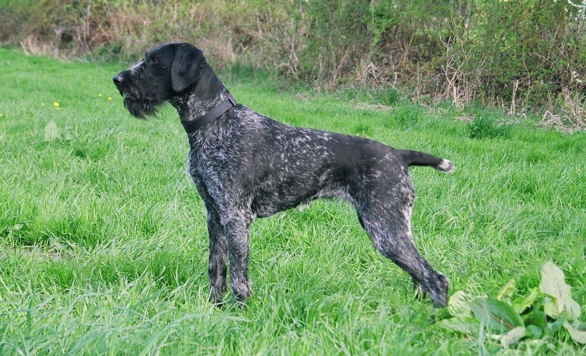 Ronja vom Liether-Moor | German Wirehaired Pointer 