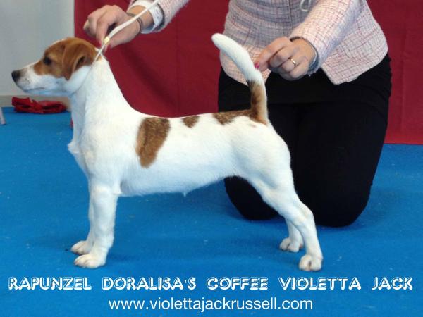 Rapunzel Doralisa's Coffee Violetta Jack | Jack Russell Terrier 