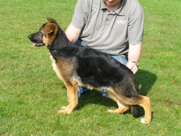 Nika von der Addingaste | German Shepherd Dog 