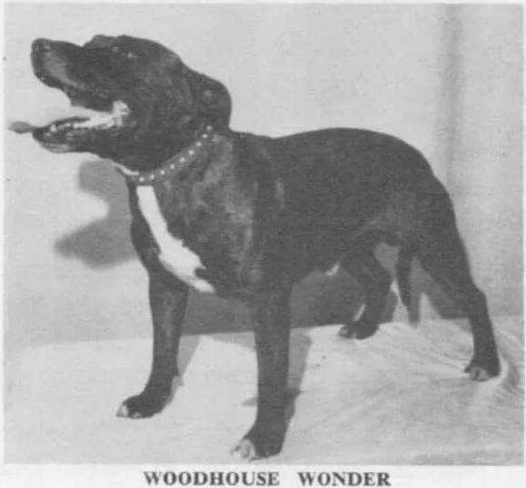 Mountainash Woodhouse Wonder | Staffordshire Bull Terrier 