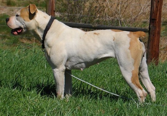 Boondock's Heidi of Hawk | American Bulldog 