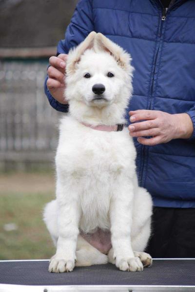 Fiona Ice lilien | White Swiss Shepherd Dog 