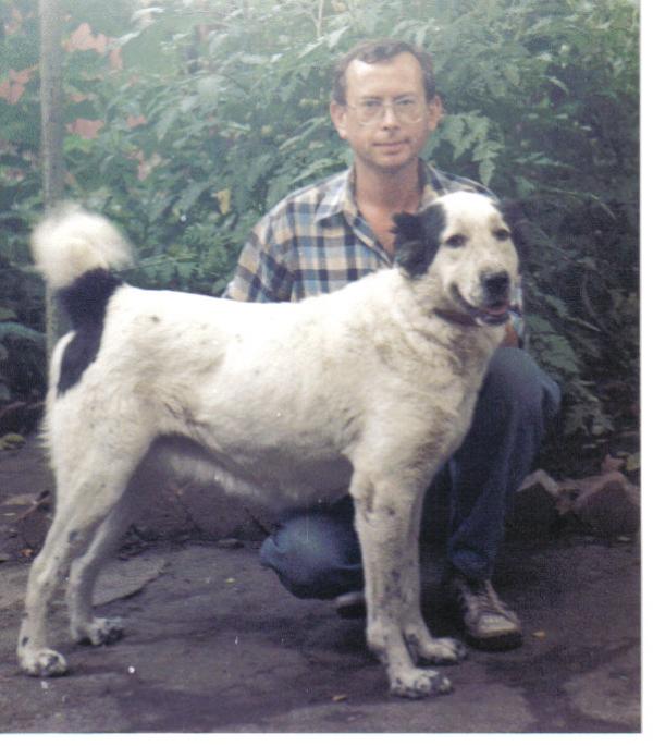 BASRA | Central Asian Shepherd Dog 