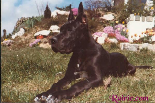 Uloah des Terres de la Rairie | Great Dane 