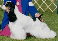 My-Ida-Ho Way To Look | American Cocker Spaniel 