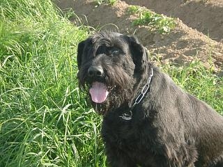 Aika vom Pötzchen | Giant Schnauzer 