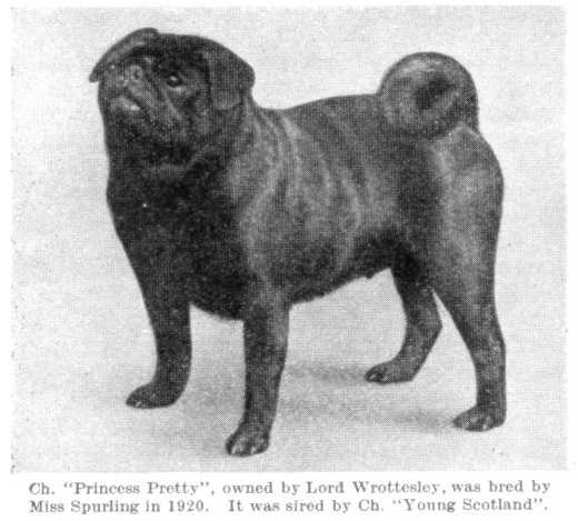 Princess Pretty | Pug 