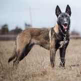 Amira Regulus Black | Belgian Malinois 