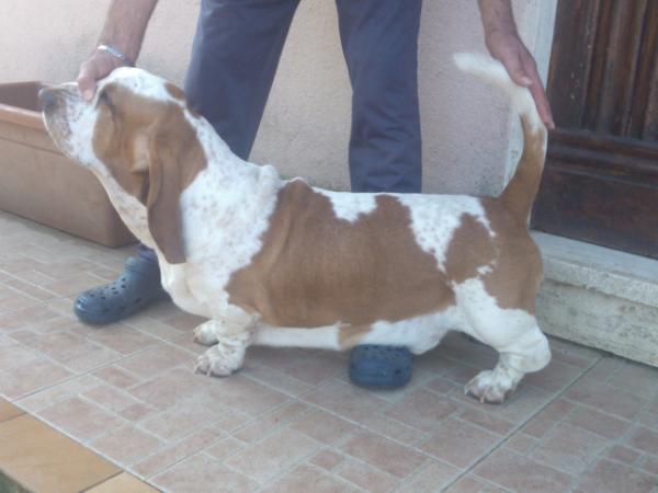 sherlock holmes della terra dei templari | Basset Hound 