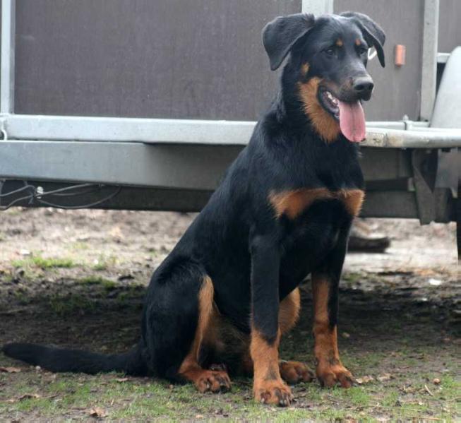 Funny -maliwan De L'ombre Rouge De Phrygie | Beauceron 