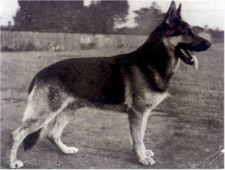 Ali vom Gränert | German Shepherd Dog 