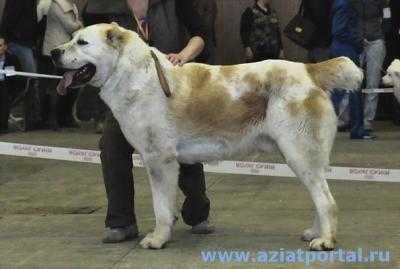 NURHAN | Central Asian Shepherd Dog 