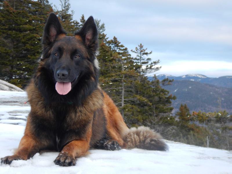 Perfect Storm's Sirius | Belgian Malinois 