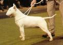 Aricon One In The Eye | Bull Terrier 