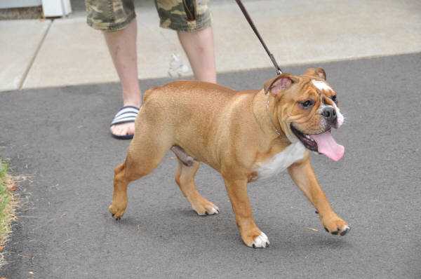 Pelto's Frankie | Olde English Bulldogge 