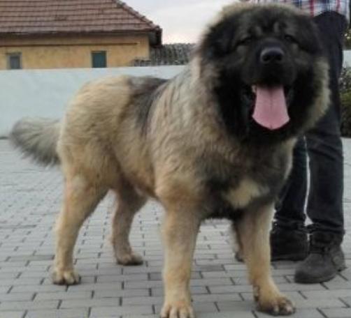 Bairak azskas kazak | Caucasian Mountain Dog 