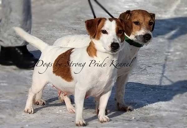 Zvezdnaya Pil Zhuzha | Jack Russell Terrier 