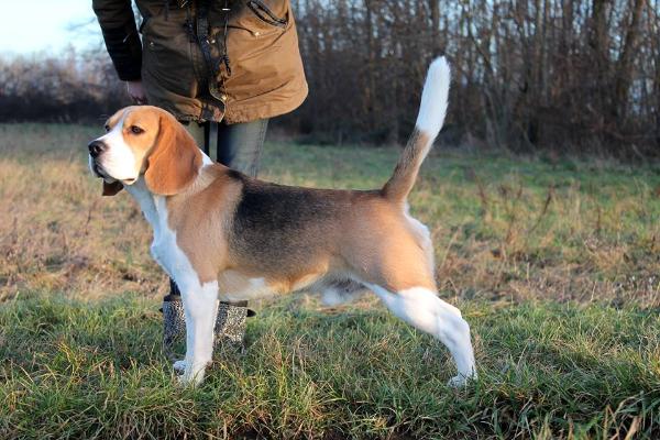 harron the hidden traveler de la meute d'astérion | Beagle 