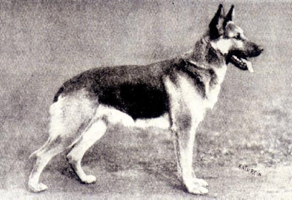 Curt von Herzog Hedan | German Shepherd Dog 