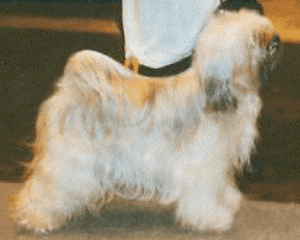 BETTIE AKKUM AAI TALK OF THE TOWN | Tibetan Terrier 