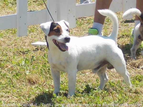 Locobiagio Di Quario Rondo | Jack Russell Terrier 