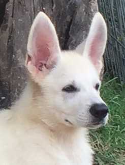 A Nahla das Dunas Brancas | White Swiss Shepherd Dog 