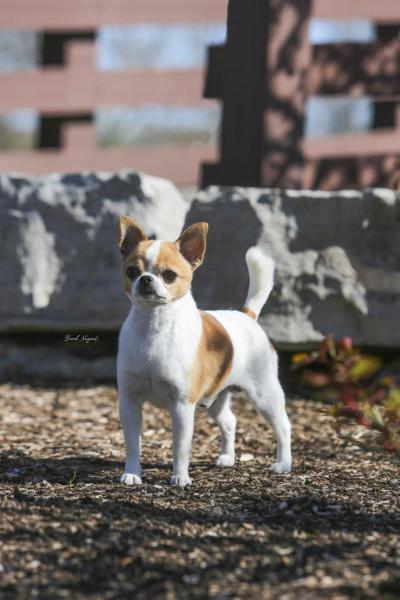 BELLO EMBUSTERO OF COMPOSANT | Chihuahua 