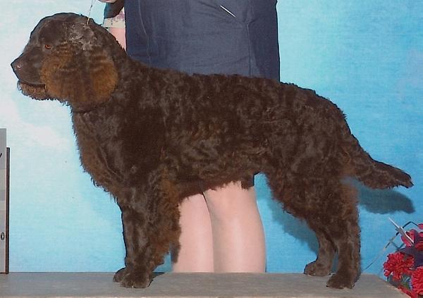 Kei-Rin's Yukon Clover | American Water Spaniel 