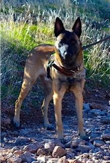 Legend's Cheveyo | Belgian Malinois 