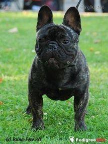 A'VIGDORS BRAVACHE | French Bulldog 