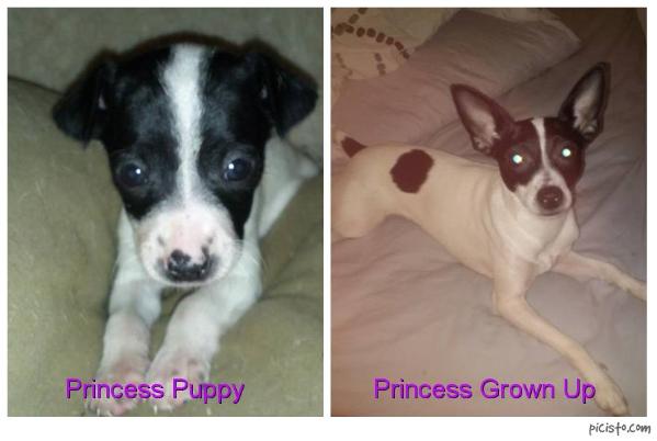 Princess | Rat Terrier 