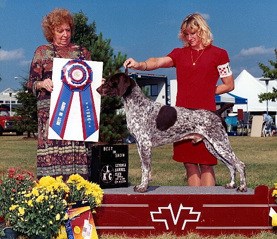 Placer C'ntry Rocket's Red | German Shorthaired Pointer 