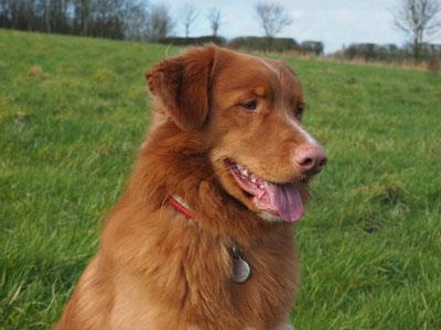 Eusanit Stand And Deliver At Cretshengan | Nova Scotia Duck Tolling Retriever 