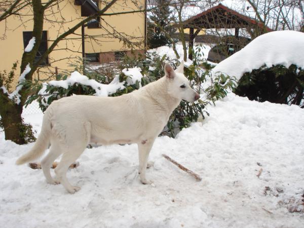 Arica Galanthus Flori | White Swiss Shepherd Dog 