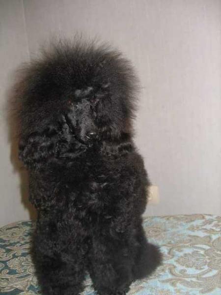 Xayron Top Stiel | Poodle 