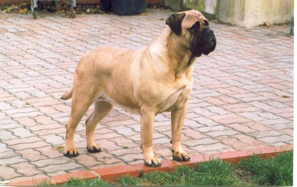 Cybelle of Galway (Elite "A") | Bullmastiff 